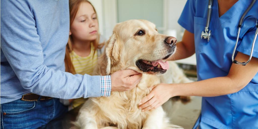 A dog going in for a check-up at the vet